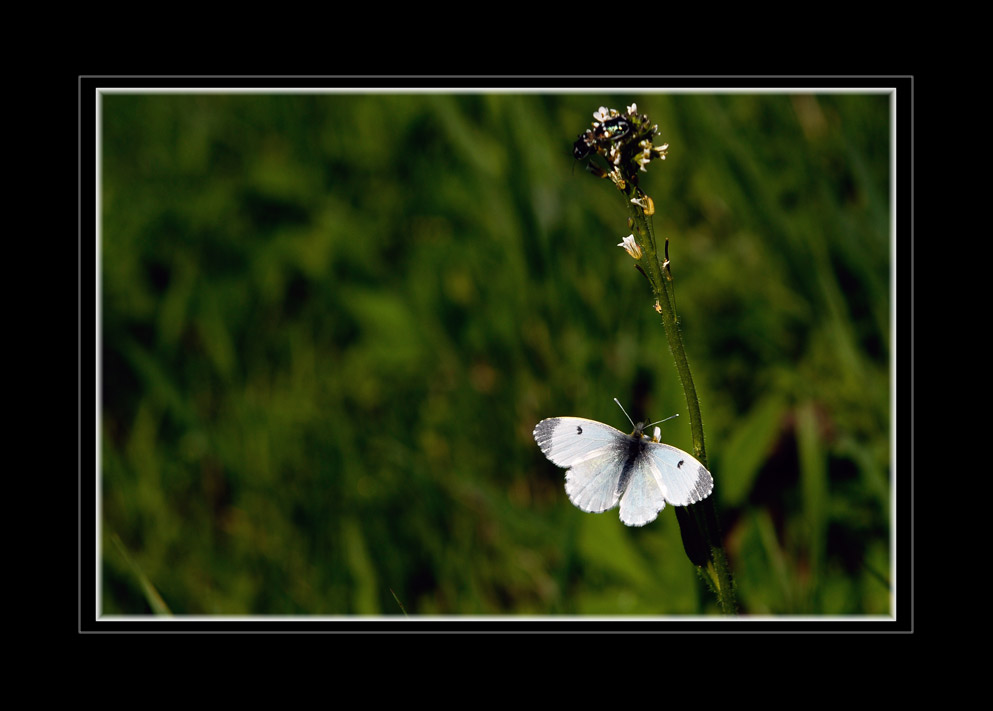 Schmetterling im Valle Maira
Schlüsselwörter: Schmetterling, Valle Maira