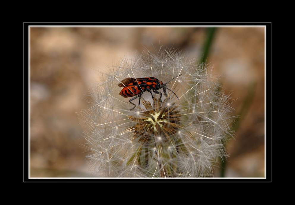 Wanze auf Wiesen-Pippau
Schlüsselwörter: Italien, Piemont, Wiesen-Pippau, Wanze