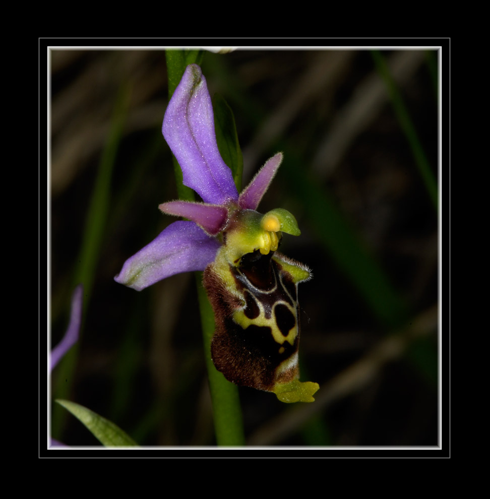 Torre Bormido Hummelragwurz
Eine der schönen Ragwurz- Orchideen Europas.
Schlüsselwörter: Hummel Ragwurz, Italien, Piemont, Orchideen