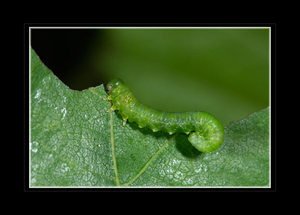 Raupe auf Eichenblatt
Schlüsselwörter: Raupe, Eichenblatt, Uetliberg