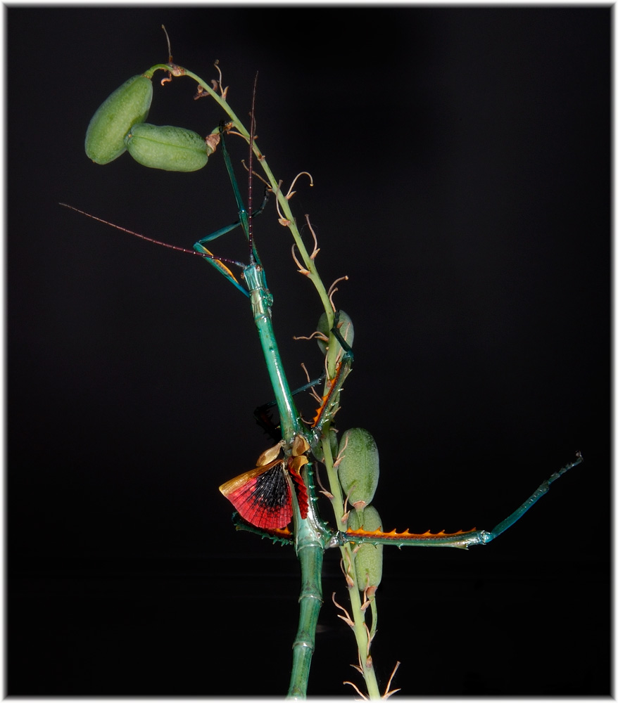 Achrioptera fallax auf Aloe-Hybride aus Madagaskar
Achrioptera fallax aus Nordmadagaskar, Eier von Frank Glaw erhalten, geschlüpft am 14. Juli 2007 letzte Häutung zum adulten Tier 9.11.2007 (4 Monate)
Bis die Tiere ihre fantastische Färbung bekommen braucht es, nach der letzten Häutung, zwei bis drei Tage.
Will man die Stabschrecke ergreiffen, können sie mit ihren Flügeln scharrend-kratzende Geräusche erzeugen.
Schlüsselwörter: Achrioptera fallax, Nordmadagaskar, Stabschrecke, Madgaskar