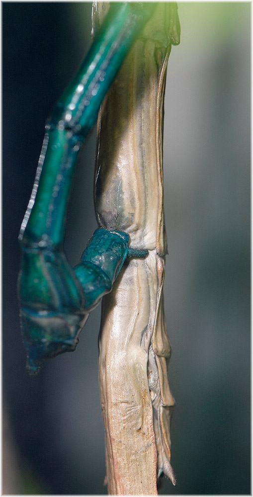 Angedocktes Männchen
Kopula von A. fallax
Schlüsselwörter: Achrioptera fallax kopulierend