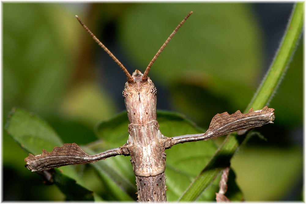Jungtier
Schlüsselwörter: Achrioptera fallax, Jungtier, Madagaskar