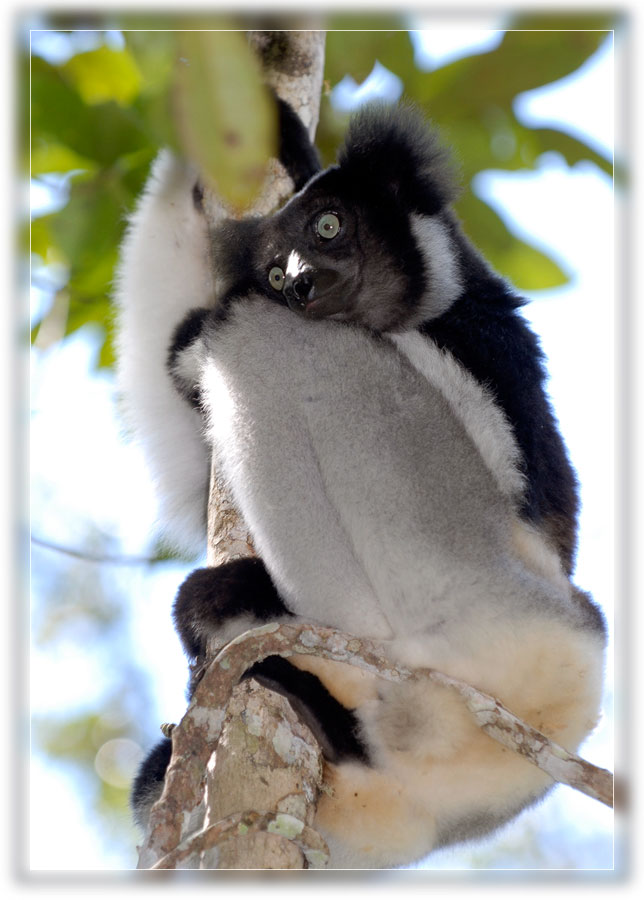 Indri-Indri
Der Indri-Indri ist der grösste und schwerste Lemur in Madagaskar. Knapp 10 Kilogramm Körpergewicht bringt dieser Lemur auf die Waage. Alle Lemuren über 10 Kilogramm sind vor 2000 Jahren und mehr ausgestorben.
Der Indri-Indri kann nicht in Gefangenschaft (Zoo) leben, sein Nahrungsspektrum umfasst zuviele verschiedene Pflanzenteile und Pflanzenarten (Blätter, Stengel, Blüten, Pflanzensaft, Harz etc) Solche Nahrungsgrundlage kann nur ein intakter primärer Regenwald bieten.
Schlüsselwörter: Indri-Indri, Lemuren, Madagaskar, Andasibe-Perinet