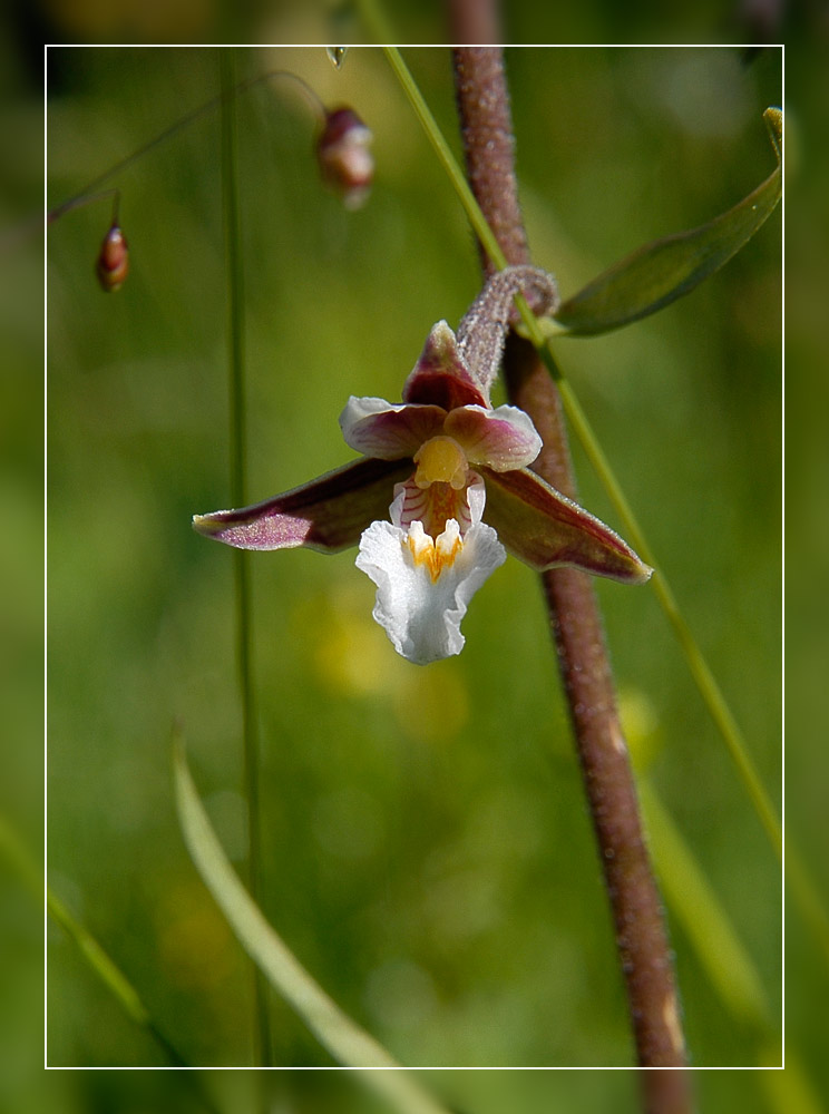 Weisse Sumpfwurz (Epipactis palustris)
Eine Orchidee der Sumpfwiesen in den Voralpen.
Schlüsselwörter: Weisse Sumpfwurz, Epipactis palustris, Alpthal