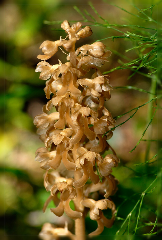 Vogel-Nestwurz (Neottia nidus-avis)
Pflanze ohne Blattgrün, vollständig mykotroph, Pflanze wächsern, gelblich-braun.
Verwechslung mit Orobanche-Arten möglich.
Schlüsselwörter: Nestwurz, aphyllische, parasitische Orchidee.