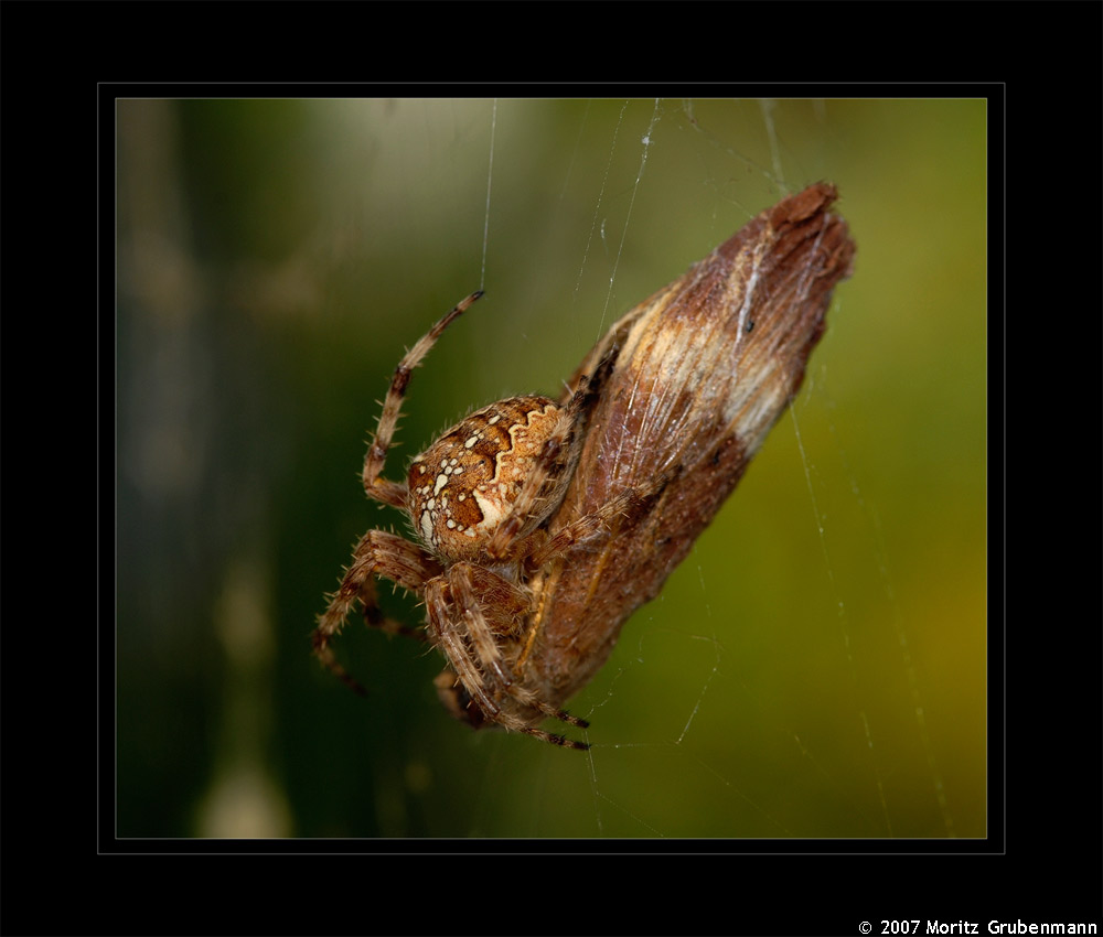 Gartenkreuzspinne (Araneus diadematus)
Schlüsselwörter: Gartenkreuzspinne, Kreuzspinne, Araneus diadematus