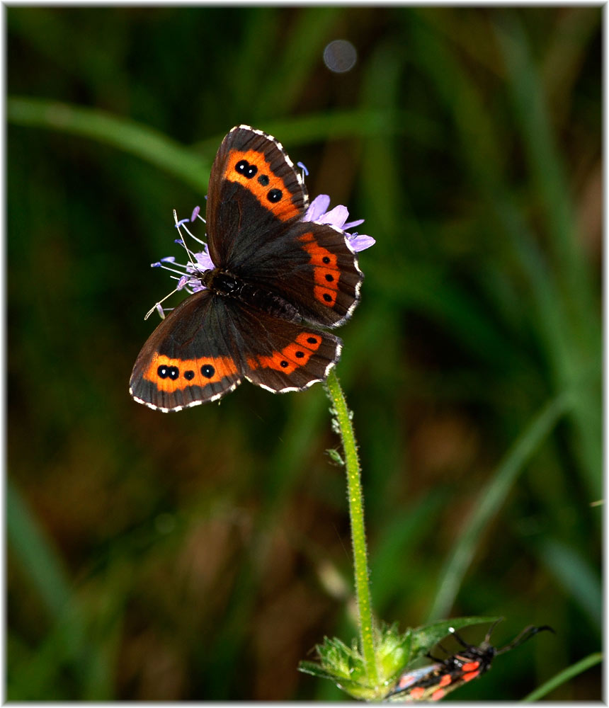 Weissbindiger Mohrenfalter, Erebia ligea
In den Gebirgen Mitteleuropas
Schlüsselwörter: Weissbindiger Mohrenfalter, Erebia ligea, Flumserberge, Schweiz
