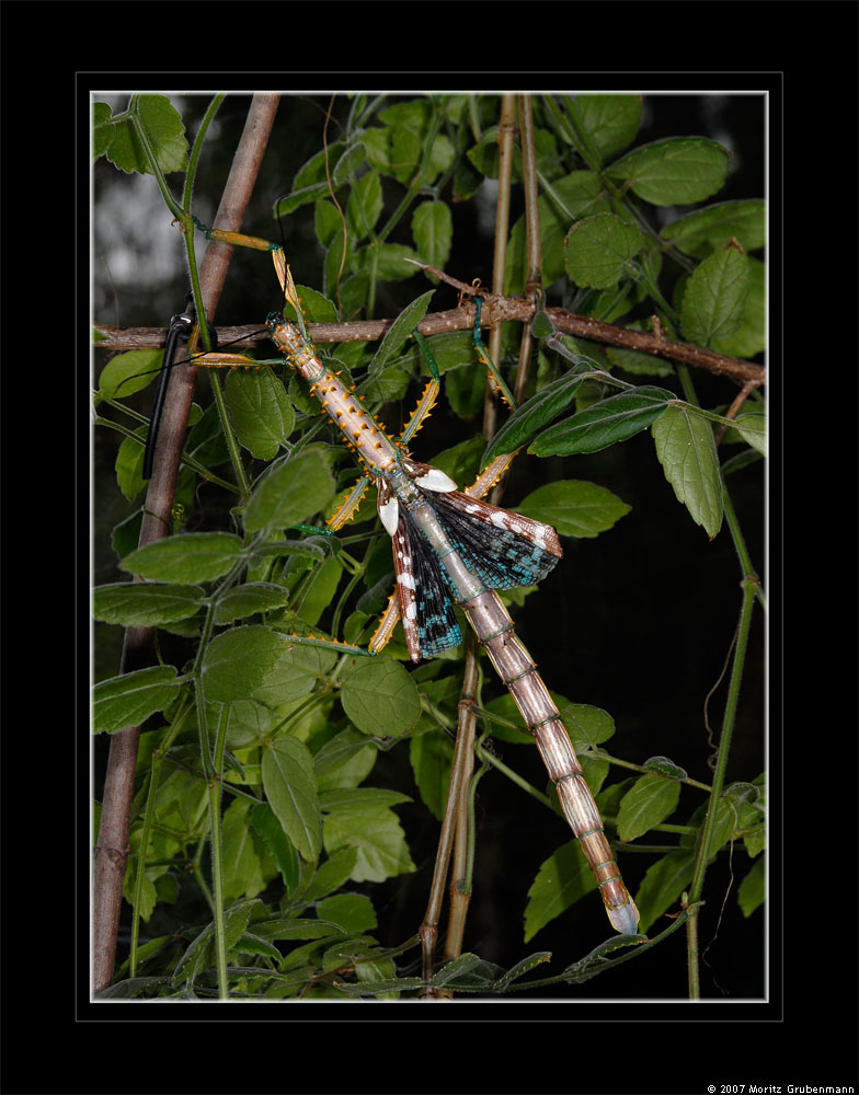 Achrioptera spinosissima (Kirby, 1891)
Schlüsselwörter: Achrioptera spinosissima, Stabschrecke, Madagaskar