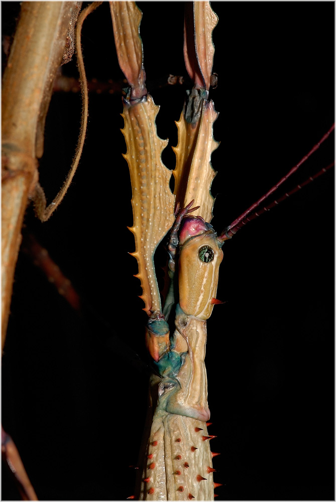 Portrait eines Weibchen von Achrioptera fallax
Schlüsselwörter: Achrioptera fallax, weibchen, Madagaskar