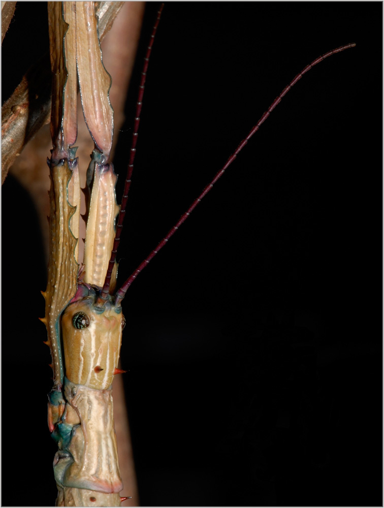 Achrioptera fallax, Weibchen aus Madagaskar
Schlüsselwörter: Achrioptera fallax, Madagaskar