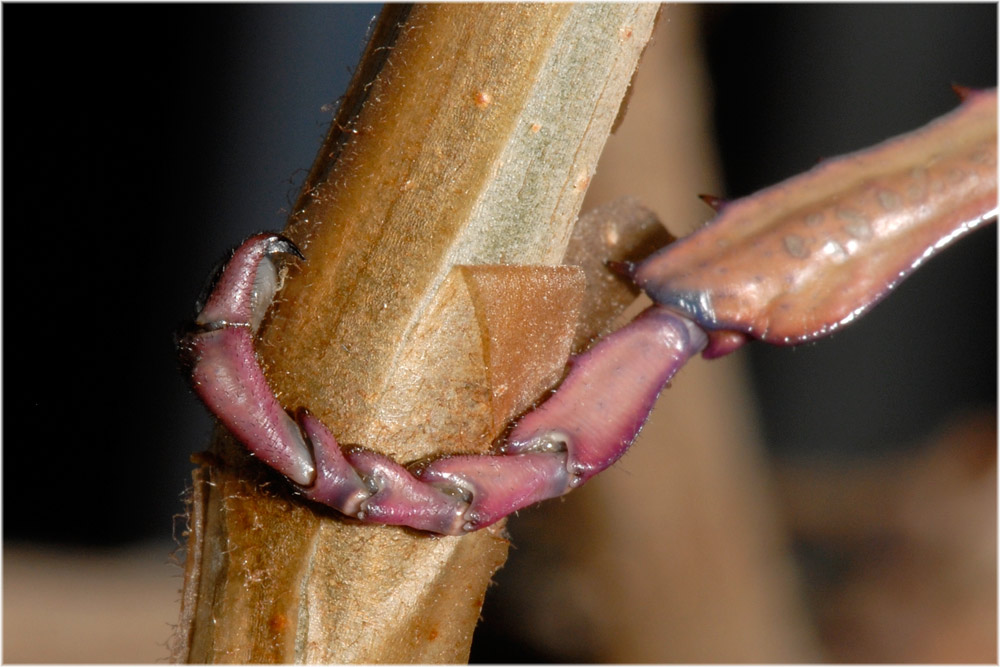 Mittelfuss von Achrioptera fallax
Schlüsselwörter: Achrioptera fallax, Madagaskar