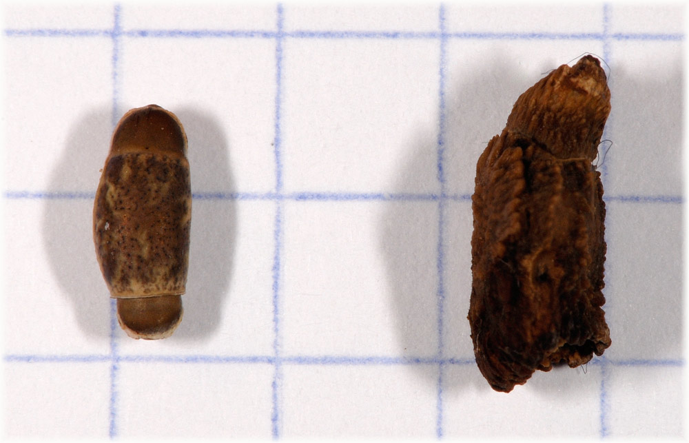 Eier von Achrioptera spinosissima (rechts) und Achrioptera fallax (links)
Schlüsselwörter: Eier, Achrioptera spinosissima, Achrioptera fallax ei, Madagaskar
