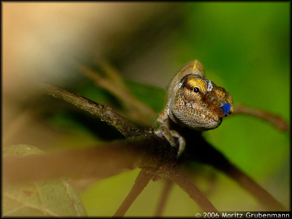 Calumma boettgeri
Schlüsselwörter: Calumma boettgeri, Nord-Madagaskar, Montagne d'Ambre