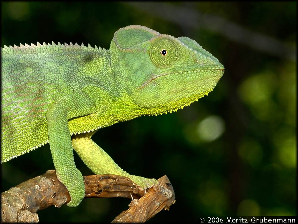 Madagassisches Riesenchamaeleon (Furcifer oustaleti)
Ein Weibchen des madagassischen Riesenchamaelon. 
Schlüsselwörter: Furcifer oustaleti, Riesenchamaeleon, Madagaskar, Nord-Madgaskar,