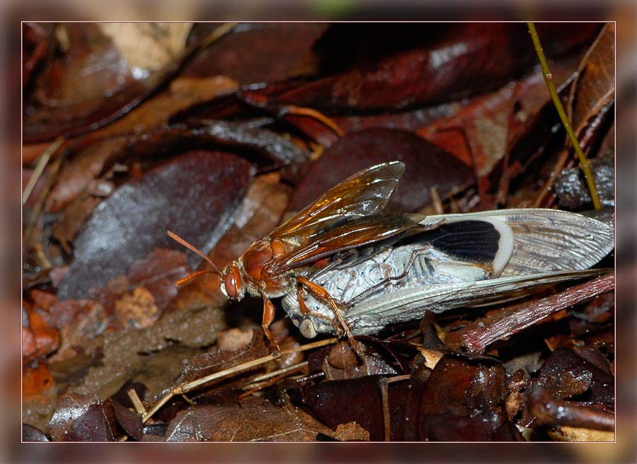 Schlupfwespe mit Zikade
Eine Schlupfwespe schleppt eine erbeutete Singzikade zu ihrer Höhle.
Schlüsselwörter: Schlupfwespe, Singzikade, Madagaskar, Falaise d'Ankarana