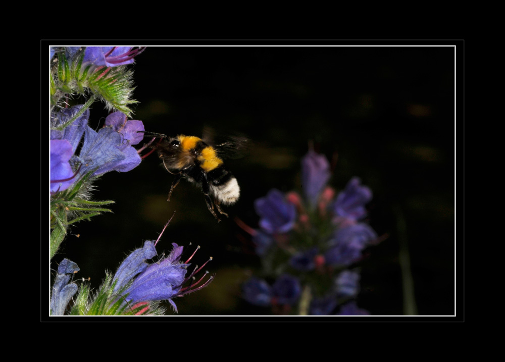 Hummel
Schlüsselwörter: hummelflug