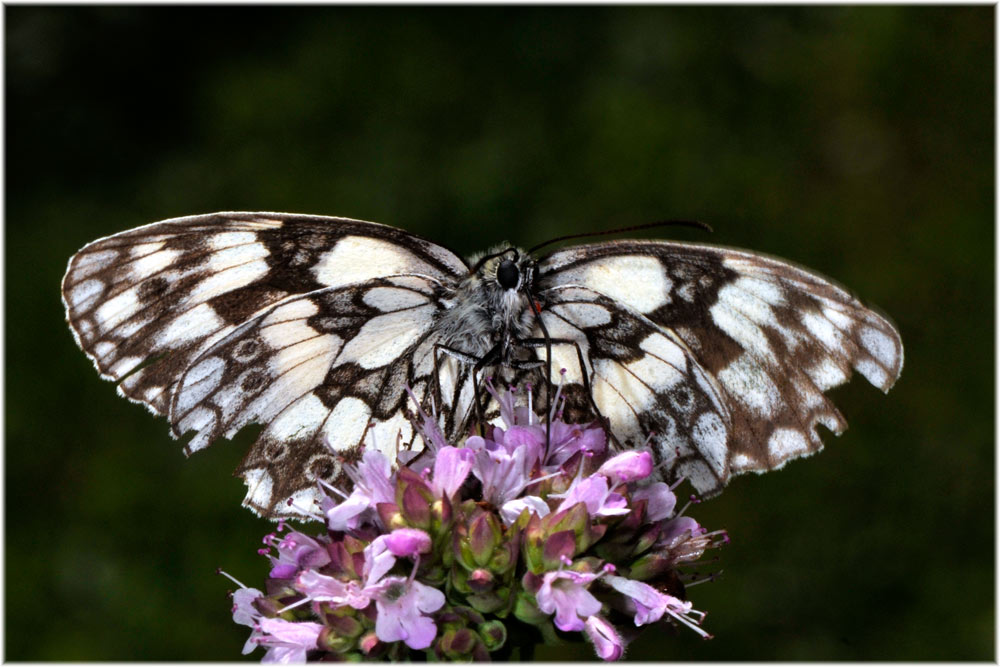 Schachbrett, Damenbrett (Melanargia galathea)
Schlüsselwörter: Schachbrett, Damenbrett (Melanargia galathea) Olivone, Schweiz, Tessin