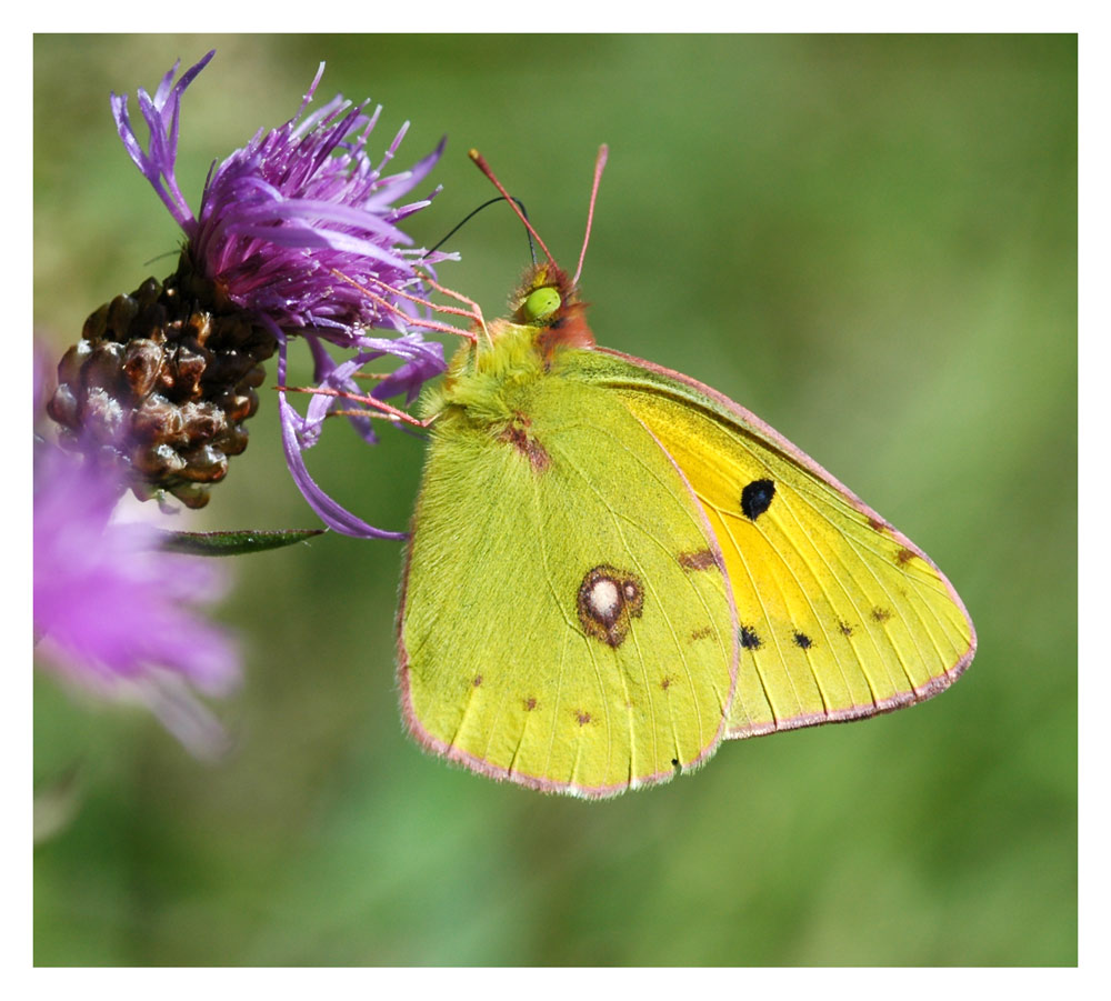 Postillon, Wander-Gelbling (Colias crocea)
Es gibt etwa 200 Arten von "Gelblingen" dazu gehört auch der Zitronenfalter. Der Postillon kommt von Nordafrika über Südeuropa bis ins westliche Asien vor.
Wandert aus frostfreien Gebieten nordwärts, im Gegensatz zum Admiral keine Rückwanderung in den Süden.
Schlüsselwörter: Postillon, Wander-Gelbling, Colias crocea
