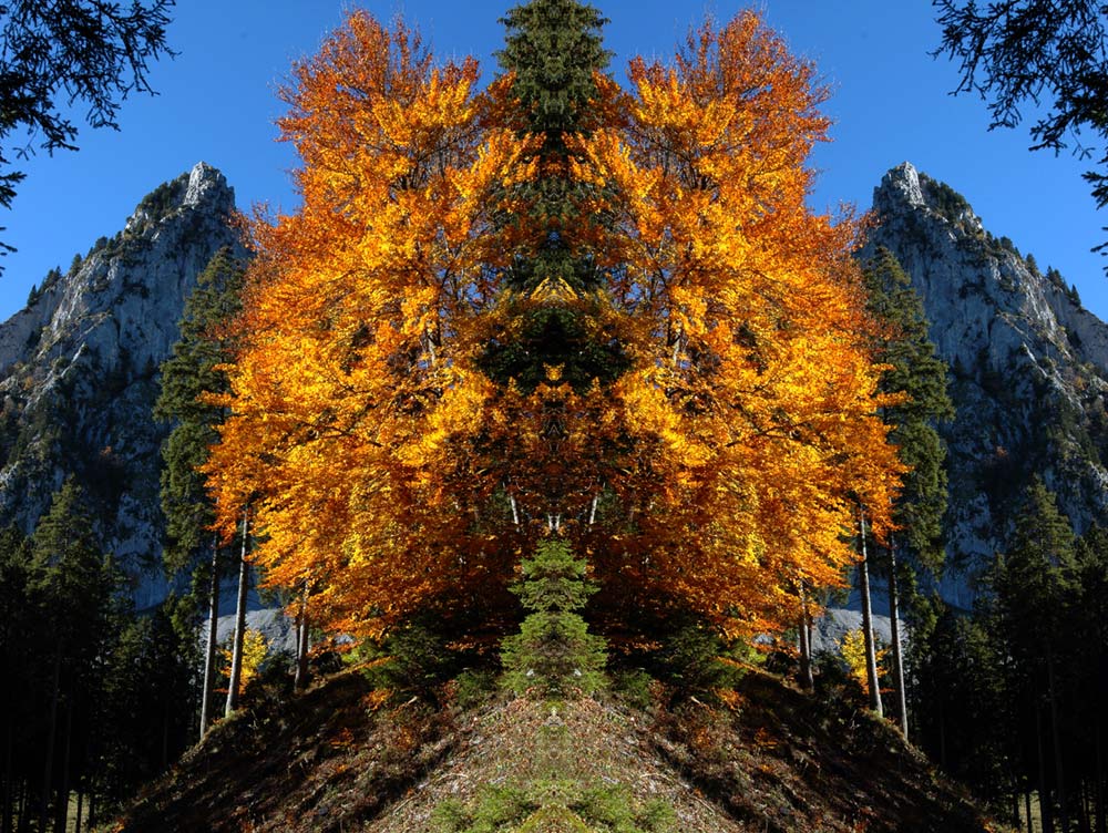 Herbst im Alptal
Gespiegelte Orginalaufnahme am kleinen Mythen.
Schlüsselwörter: Gespiegelte Landschaft