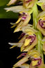 Bulbophyllum_D8M1497.jpg