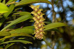 Bulbophyllum_M4A6132.jpg