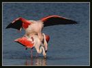 Bummsende-Flamingos.jpg