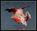 Bummsende_Flamingos2.jpg