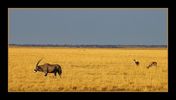 Ebene_Oryx_Antilope.jpg