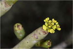 Euphorbia_alluaudia_MA8_2891.jpg