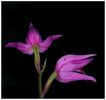 Uetliberg_violette-Orchis22.jpg