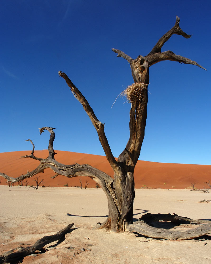 toter Baum : totes Nest
Im Deathvlei, Namibia, scheint alles abgestorben und ausgestorben, es fehlt seit Jahren an Wasser.
Schlüsselwörter: Namibia,  Deathvlei