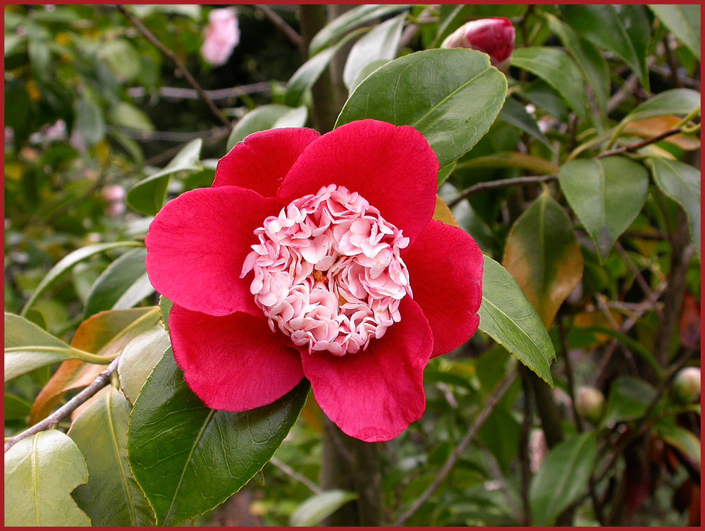 Kamelie gemischt, rot und weiss
Schlüsselwörter: gemischte Kamelie, rot und weiss.