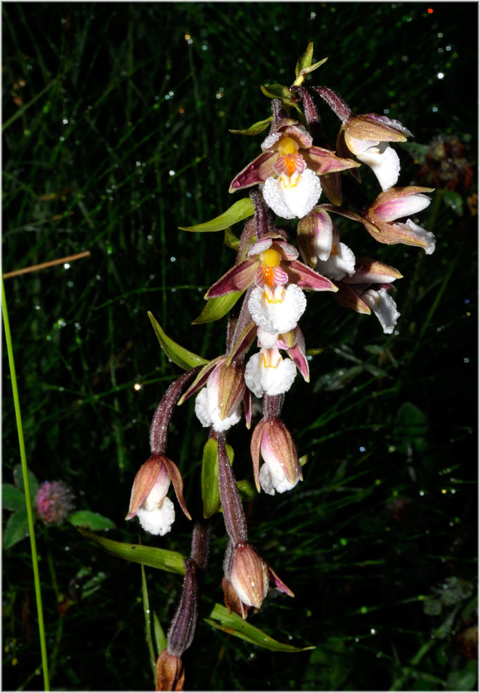 weisse Sumpfwurz, Epipactis palustris,
Schlüsselwörter: weisse Sumpfwurz, Epipactis palustris, Orchideen, Schweiz, Alpthal