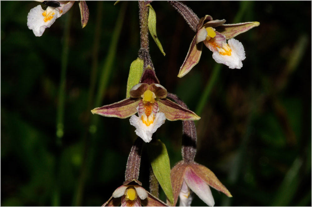 weisse Sumpfwurz, Epipactis palustris
2009 Alpthal: Extrem hoch bis zu 50 cm und sehr viele in dichter Population
Schlüsselwörter: weisse Sumpfwurz, Epipactis palustris, Orchideen, Schweiz, Alpthal