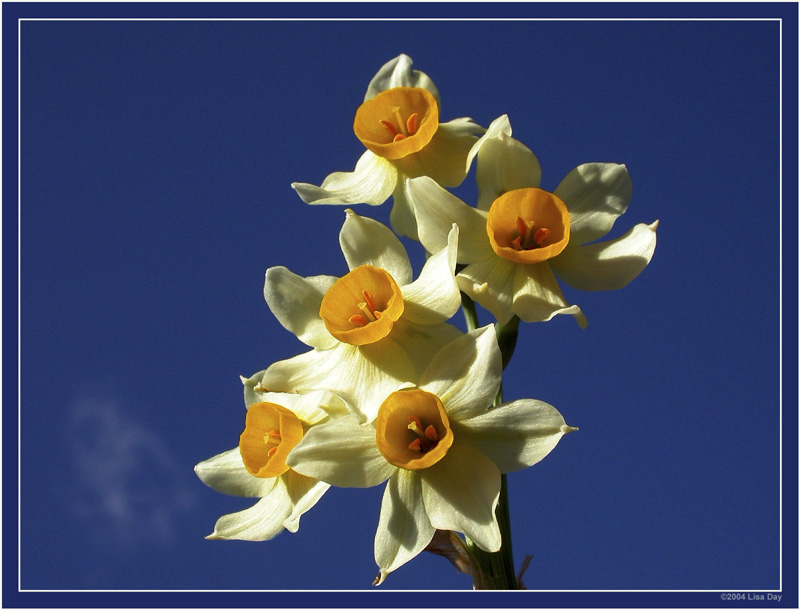 wilde Narzisse
wir werden wohl noch ein wenig Geduld üben müssen, bis diese oder ähnliche Blumen bei uns zu sehen sind.
Fotografiert im Januar 2004 an der Ostküste von Mallorca.
Schlüsselwörter: Narzisse, Mallorca
