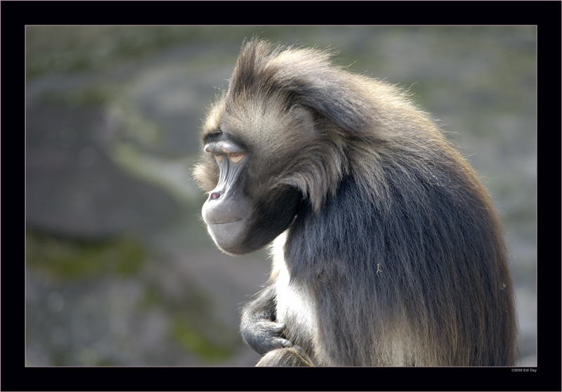 schlecht gelaunt?
Das scheint dieser grimmig blickende Blutbrustpavian zu sein.
Schlüsselwörter: Dschelada oder Blutbrustpavian, Theropithecus gelada, Zoo Zürich