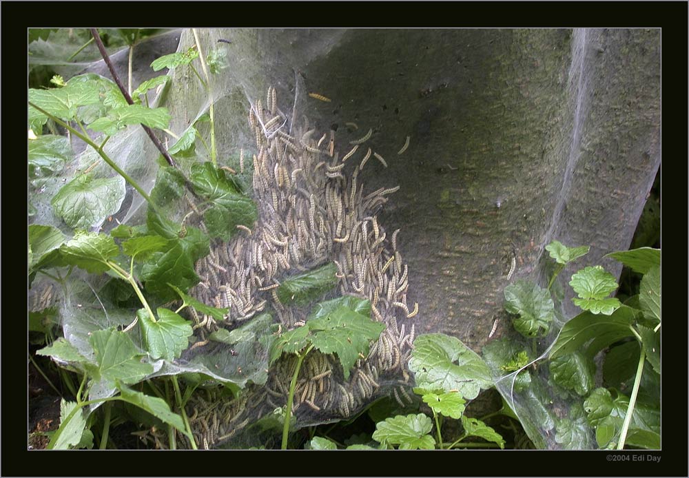 Traubenkirschen-Gespinnstmotte
Info siehe Einzelbild der Raupe
Schlüsselwörter: Yponomeuta evonymella, Traubenkirschen-Gespinnstmotte