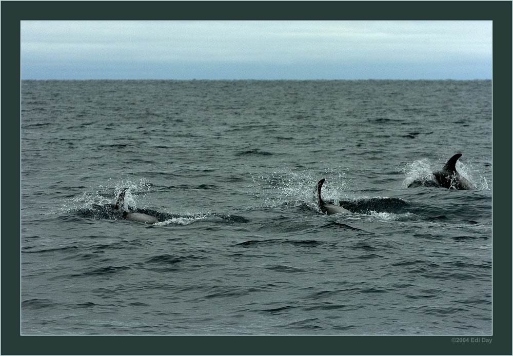 Delphinschule
im Skjalfandi-Fiord mit dem Wale-Watchingboot von Husarvik aus
Schlüsselwörter: Island, Walewatching