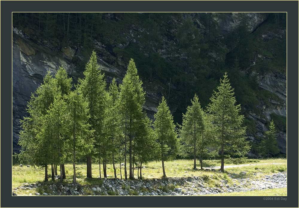 Lärchenwäldchen
Larix decidua, bei Zinal, Val d'Anniviers, Wallis
Schlüsselwörter: Lärche, Larix decidua
