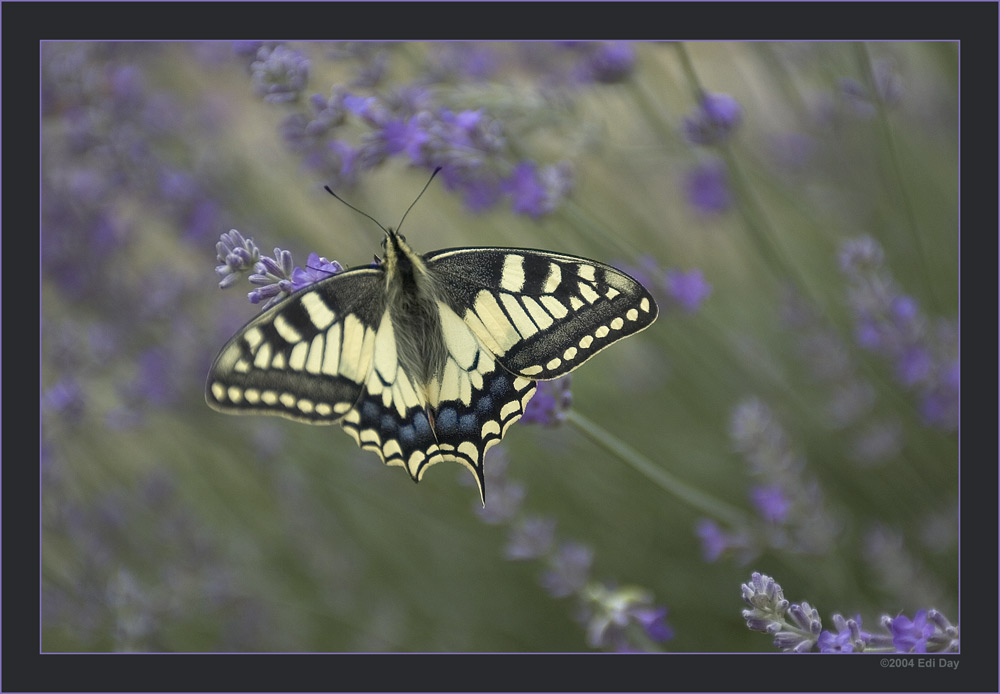 Schwalbenschwanz
Papilio machaon - gesehen im Val d'Annivier, Wallis
Schlüsselwörter: Papilio machaon, Schwalbenschwanz, Val d'Anniviers, Wallis