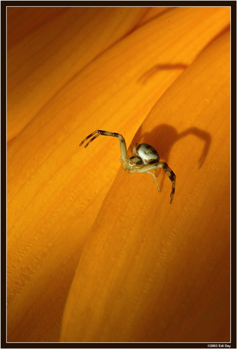 junge Krabbenspinne auf Sonnenblume
Die Krabbenspinnen, auch veränderliche Krabbenspinne (Misumena vatia) genannt, versteckt sich mit Vorliebe in Blüten, wo sie auf ihre Opfer lauert. (s. auch unter Spinnen)

Entdeckt habe ich die winzige Spinne, auch Kürbisspinne genannt, auf einer Sonnenblume. 
Der Durchmesser ihres Körpers ist knapp 3mm, vermutlich noch ein Jungtier oder aber ein
männliches Exemplar.

Schlüsselwörter: veränderliche Krabbenspinne, Misumena vatia
