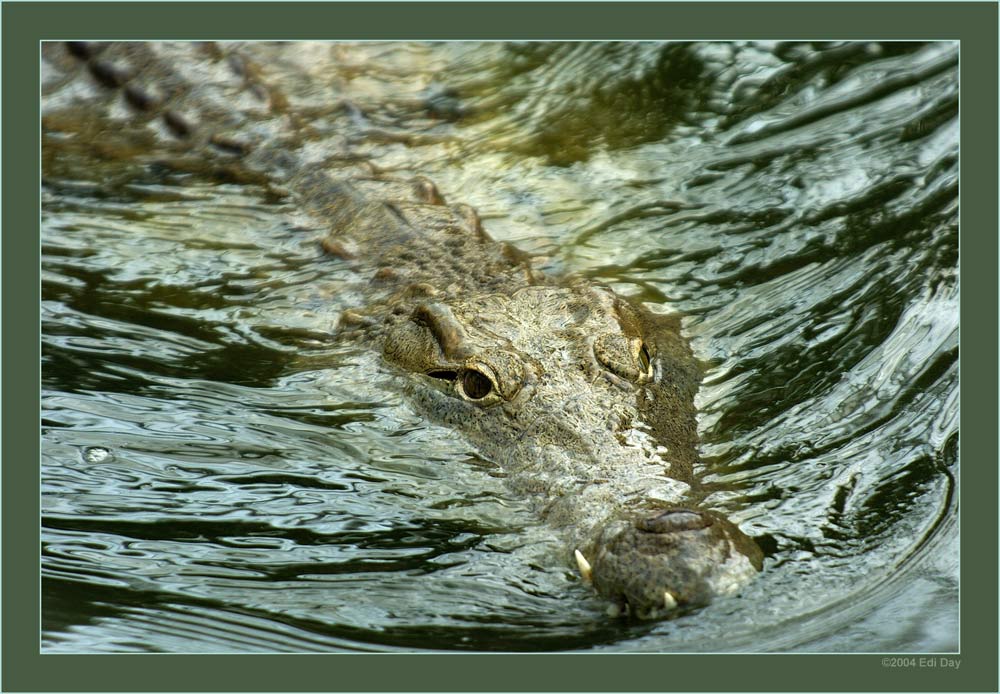 Nilkrokodil
