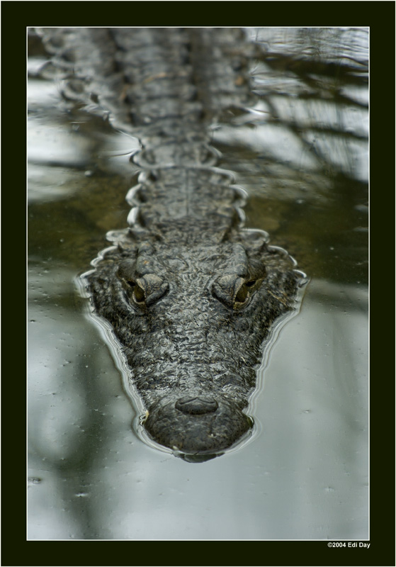 Nilkrokodil
