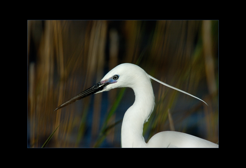 Seidenreiher
in der Camargue
Schlüsselwörter: Seidenreiher, Egretta garzetta, Camargue