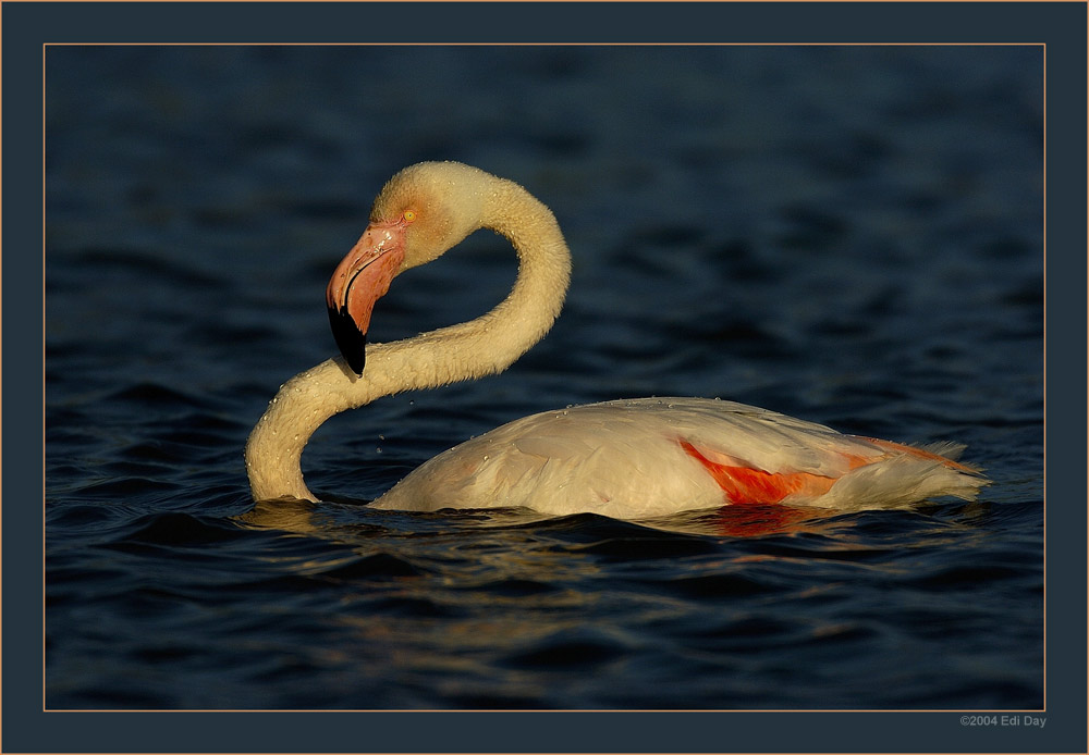 Abendlicht
wenn man Geduld hat, lange genug zu warten, wird man belohnt 
Schlüsselwörter: Flamingo, Phoenicopterus ruber roseus, Camargue, Wasservögel
