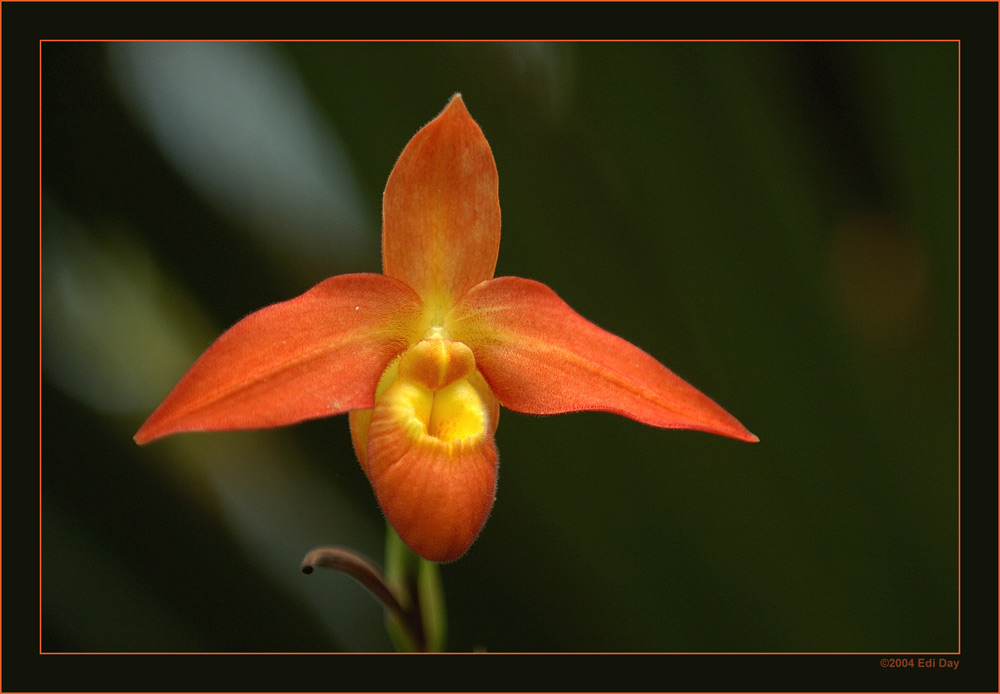 Phragmipedium Hybride (Südamerikanischer Frauenschuh)
im Orchideenhaus Berggarten Hannover
Herzlichen Dank Monika für den Namen
