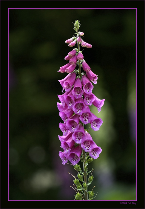 Digitalis purpurea
Der Rote Fingerhut war die erste Arzneipflanze der modernen Medizin. Seine Wirkung bei Herzmuskelschwäche wurde bereits im 18. Jahrhundert vom englischen Arzt William Withering festgestell. 
gesehen im Berggarten Hannover
Schlüsselwörter: Digitalis purpurea, Berggarten Hannover