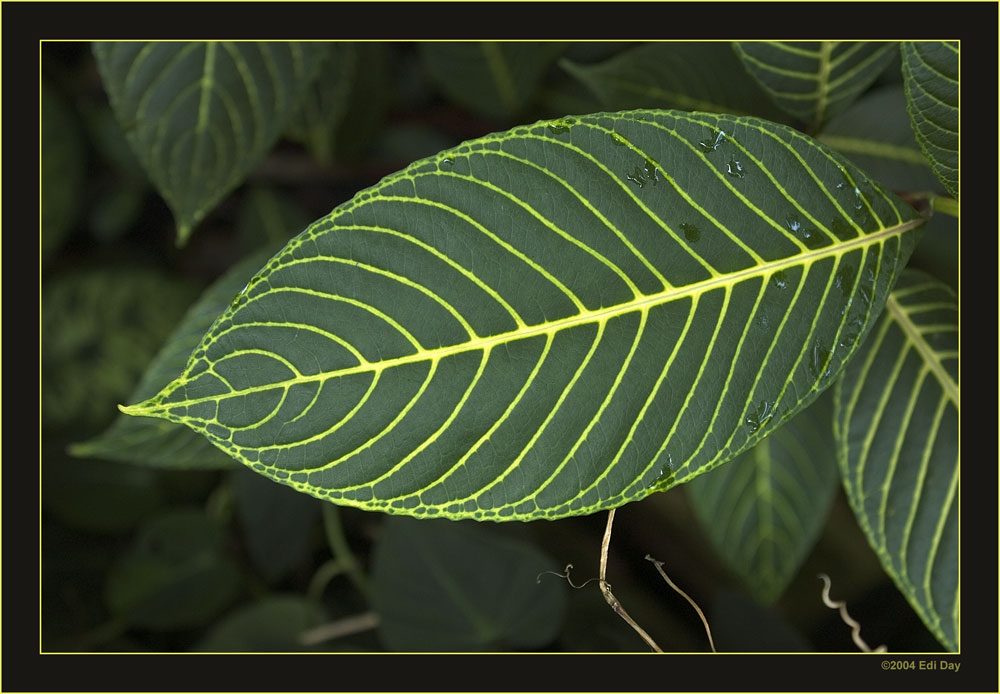 nur ein Blatt
im Regenwaldhaus Berggarten Hannover
Schlüsselwörter: Berggarten Hannover, Regenwaldhaus