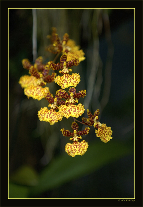 Odontocydium
im Orchideenhaus Berggarten Hannover
Schlüsselwörter: Odontocydium